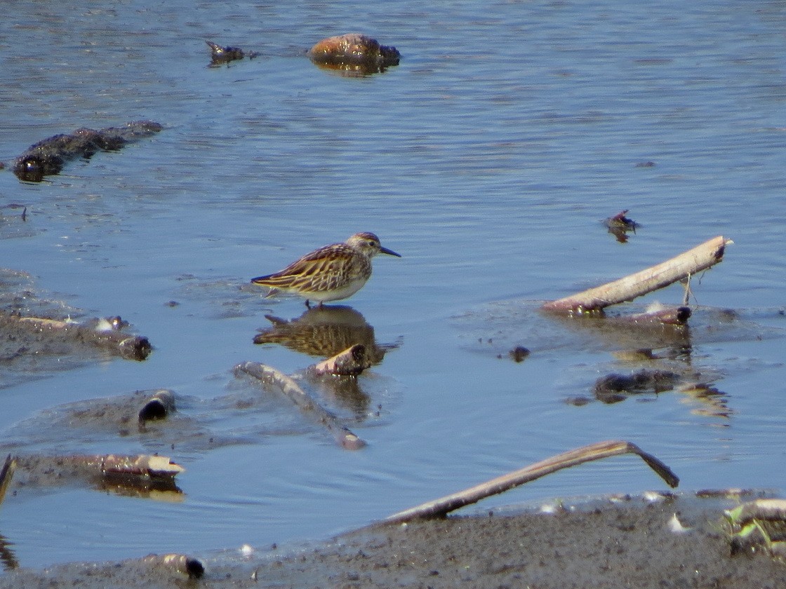 Long-toed Stint - ML643977993