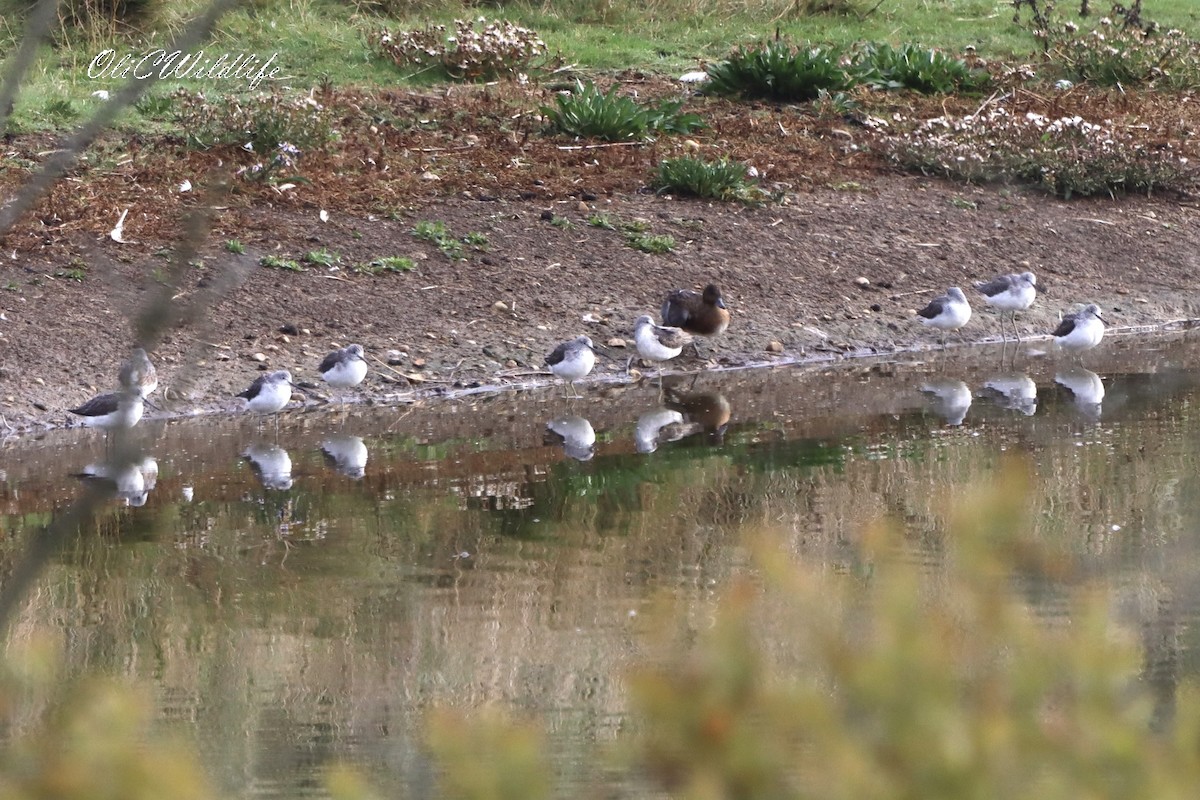 Common Greenshank - ML643977994