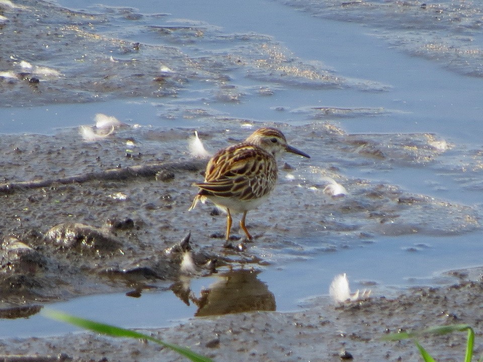 Long-toed Stint - ML643977995