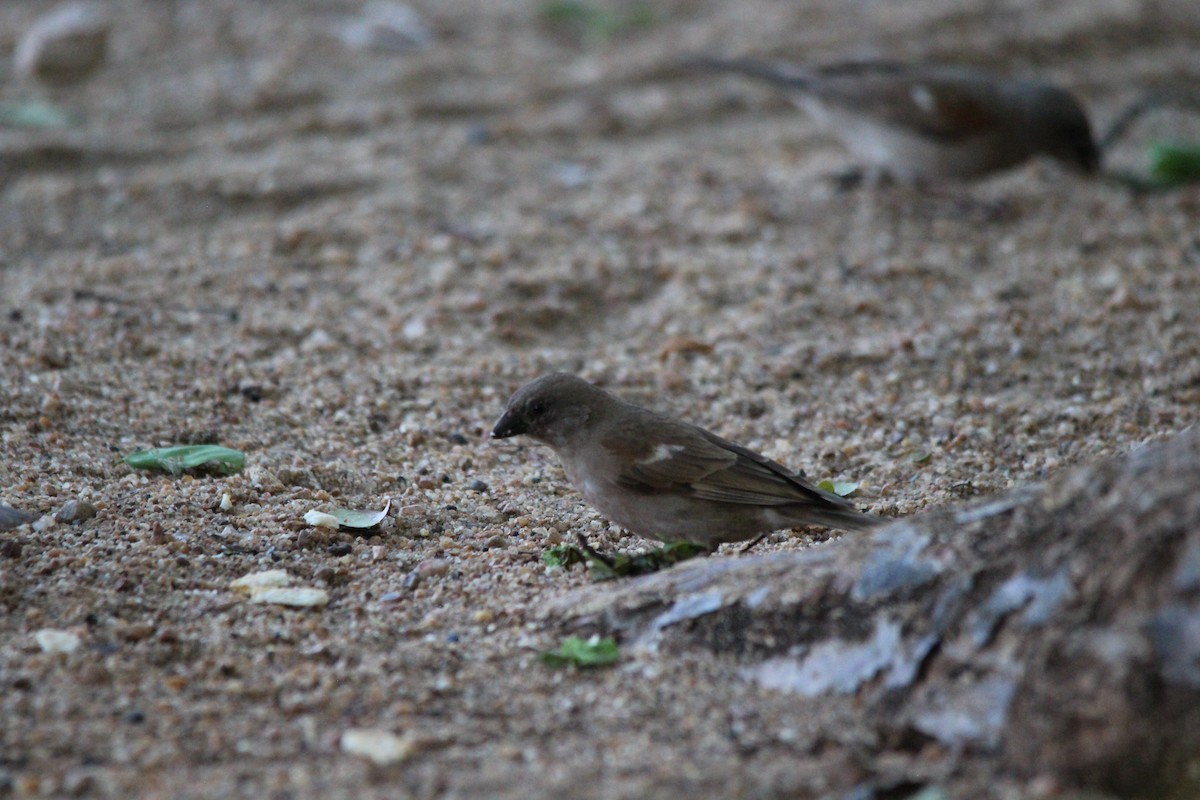 Southern Gray-headed Sparrow - ML643977996