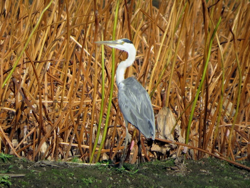 Gray Heron - ML643977997