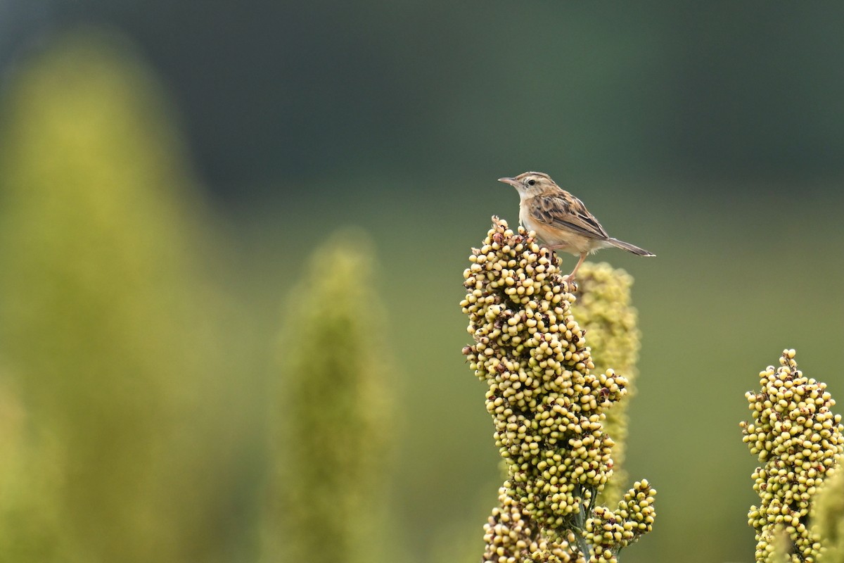 Zitting Cisticola - ML643977998