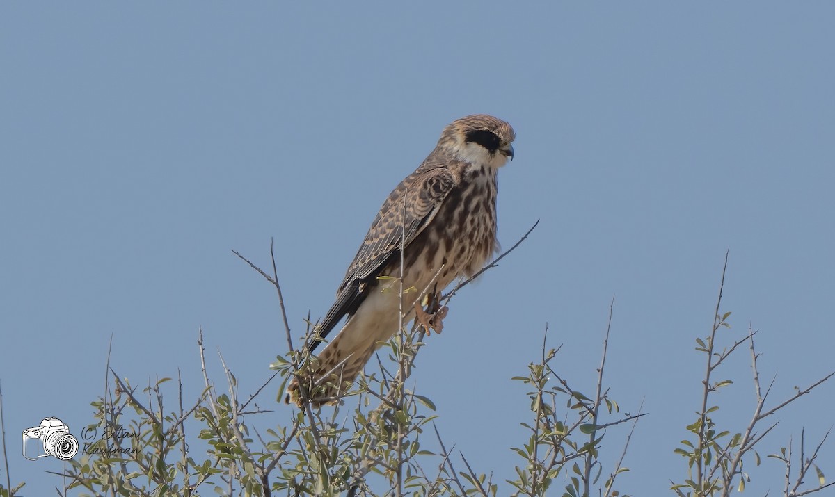 Red-footed Falcon - ML643978000