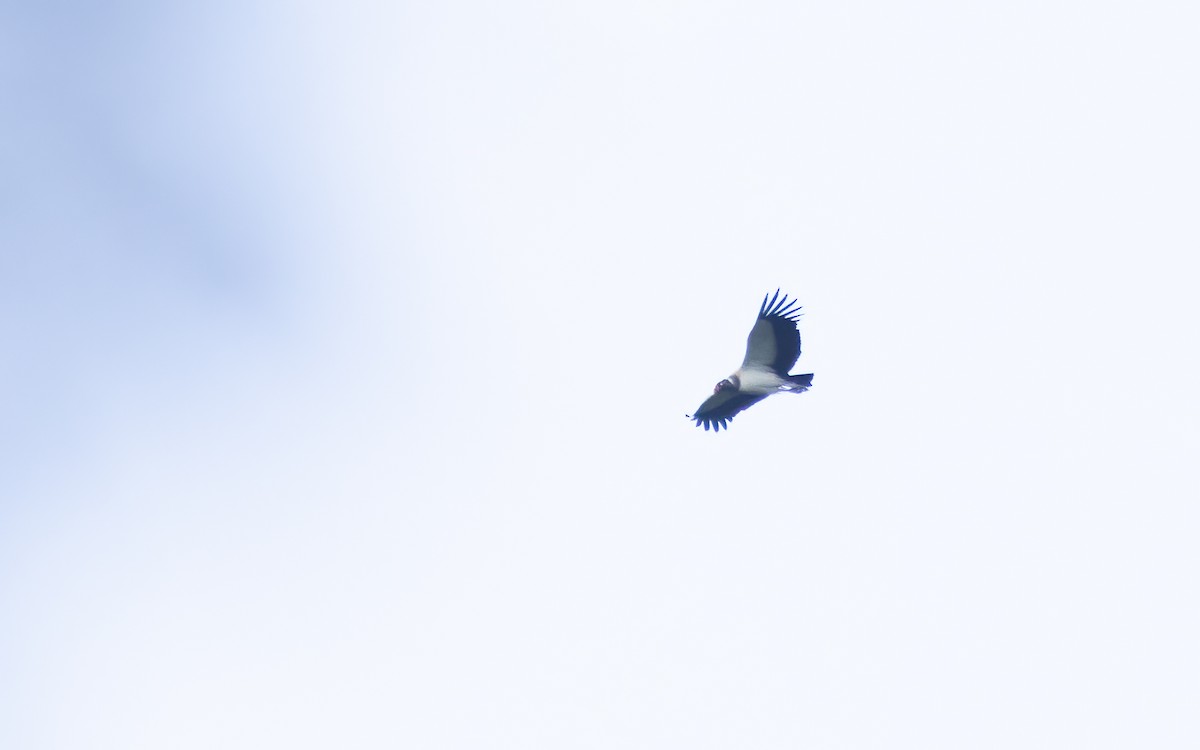 King Vulture - ML643978002