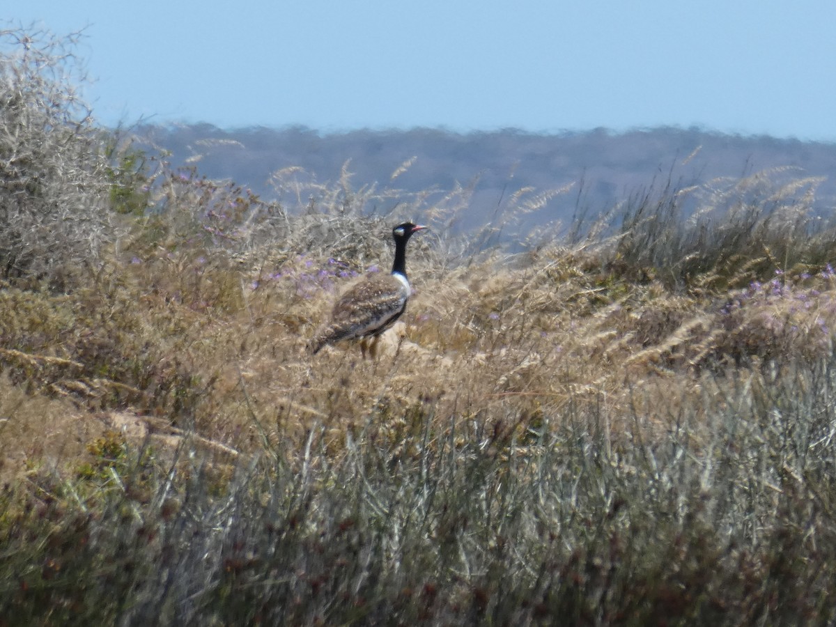 Black Bustard - ML643978007
