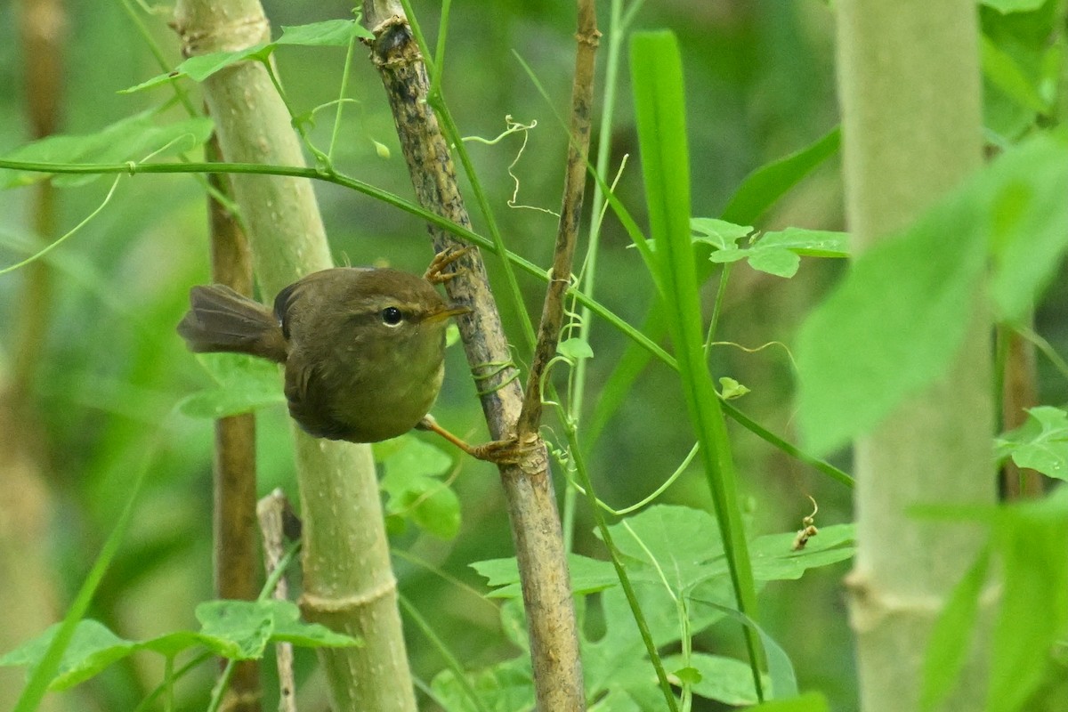 Brownish-flanked Bush Warbler - ML643978010