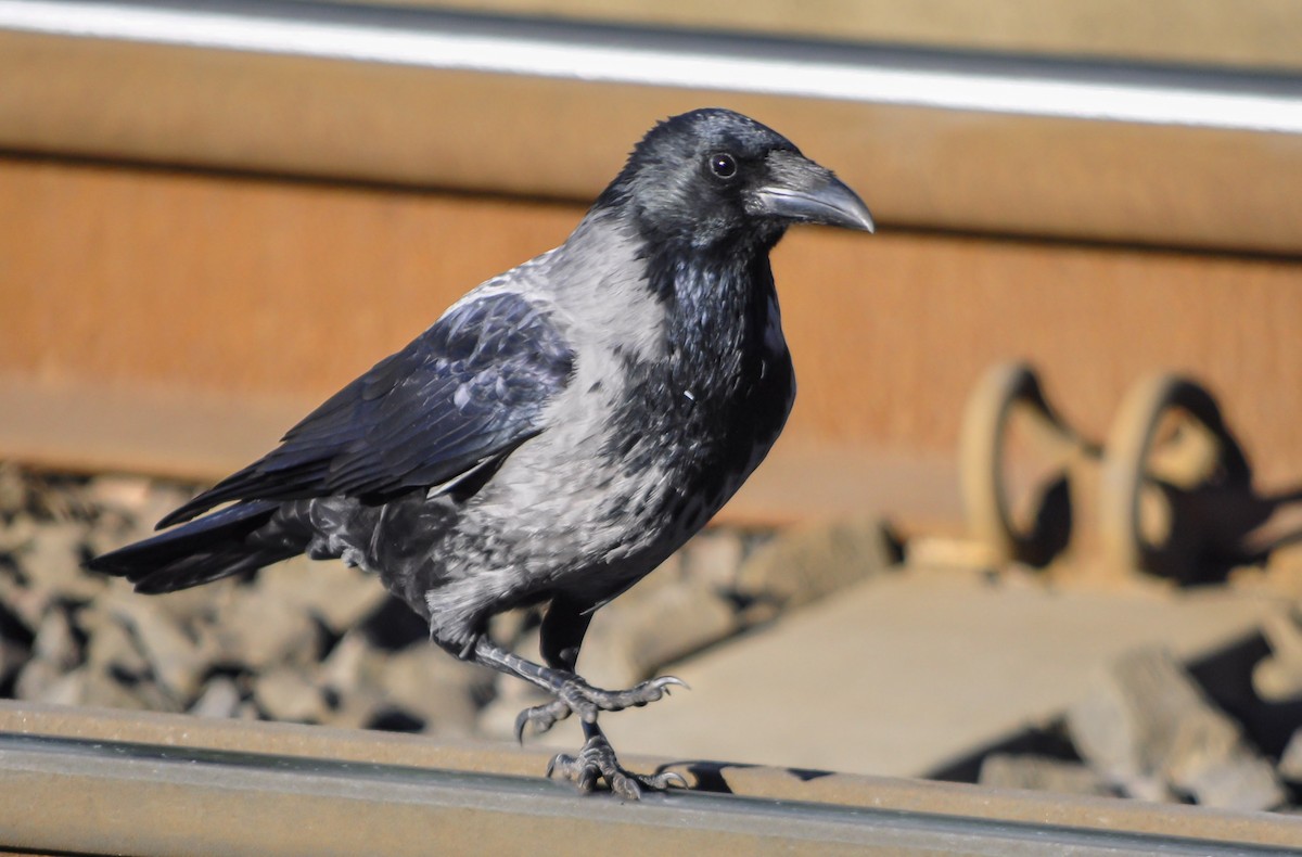 Carrion x Hooded Crow (hybrid) - ML643978011