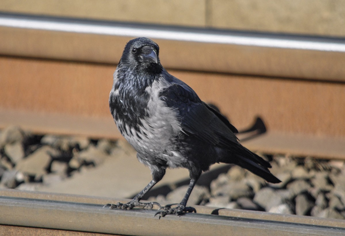 Carrion x Hooded Crow (hybrid) - ML643978012