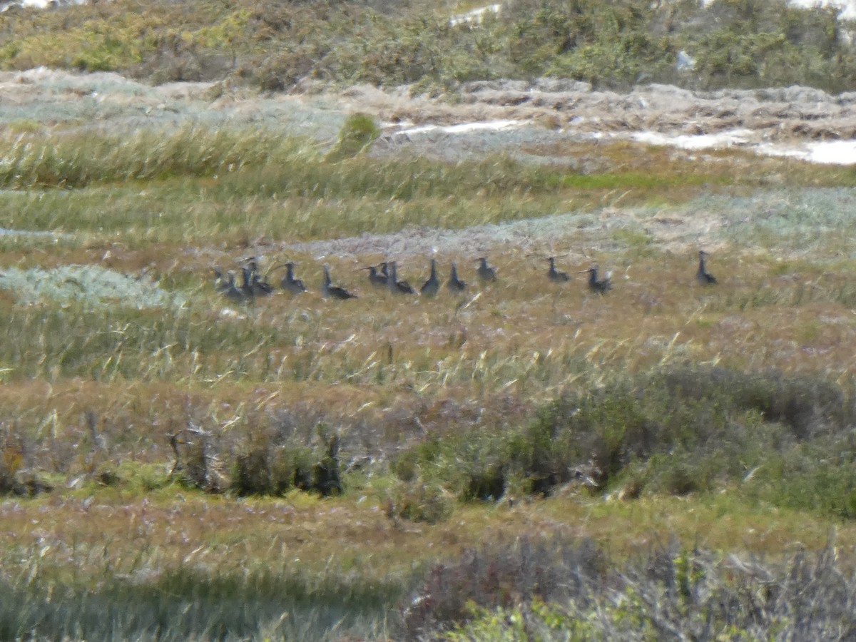 Eurasian Whimbrel - ML643978020