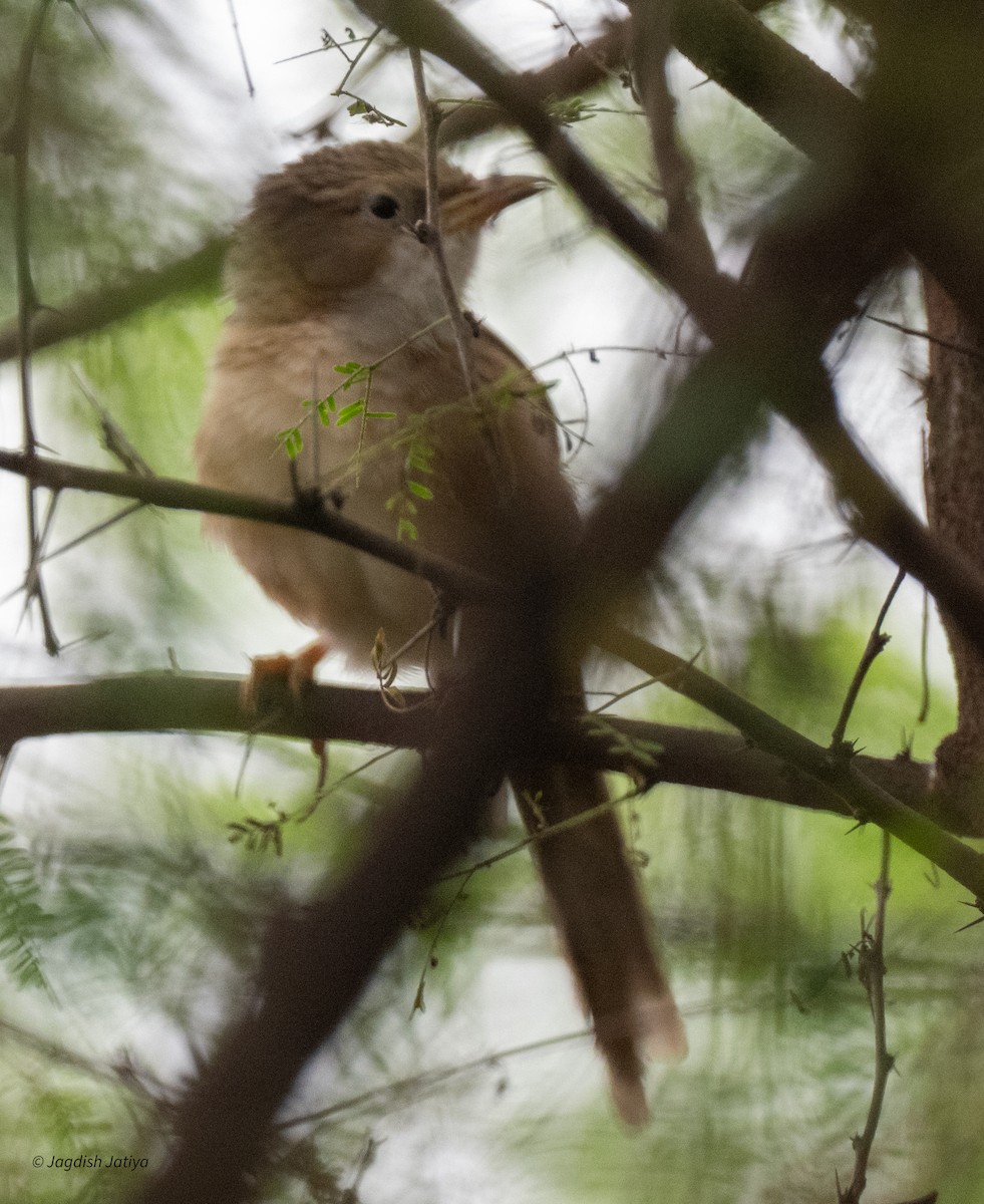 スジカブリヤブチメドリ - ML643978022