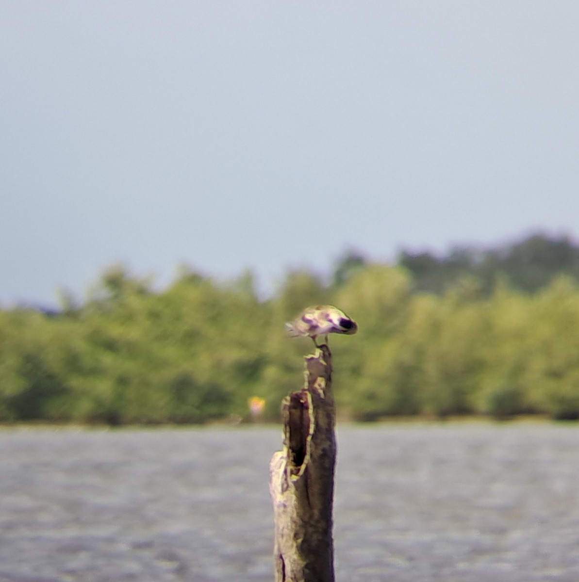 Black Tern - ML643978036