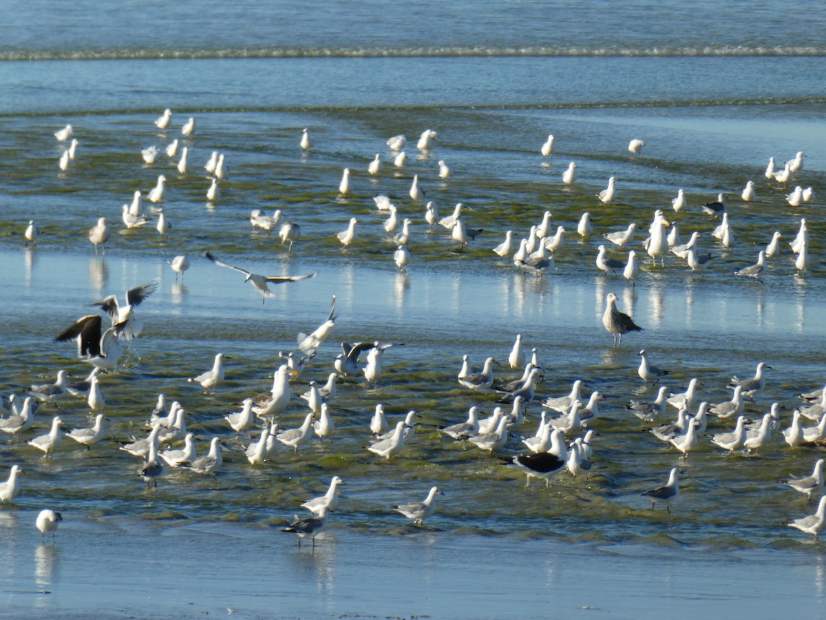 Hartlaub's Gull - ML643978046