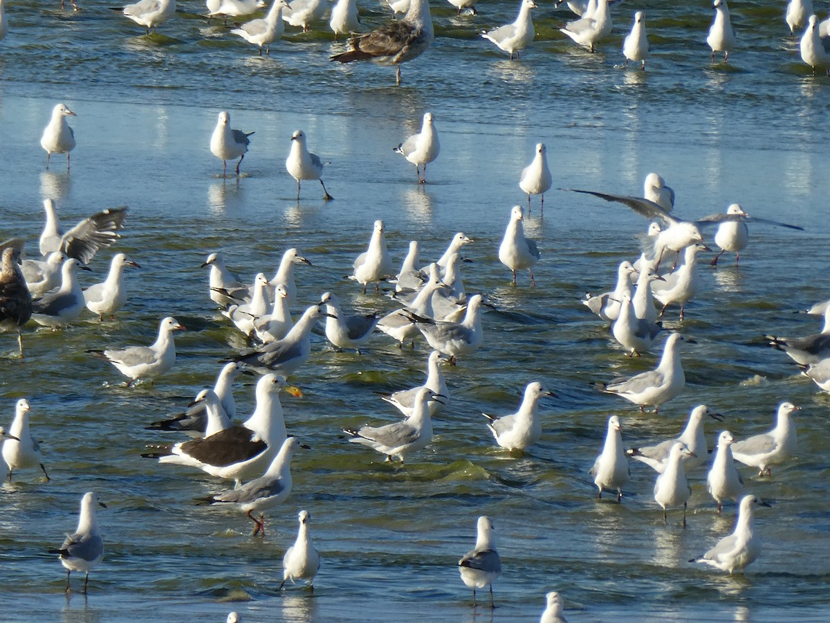 Kelp Gull (vetula) - ML643978048
