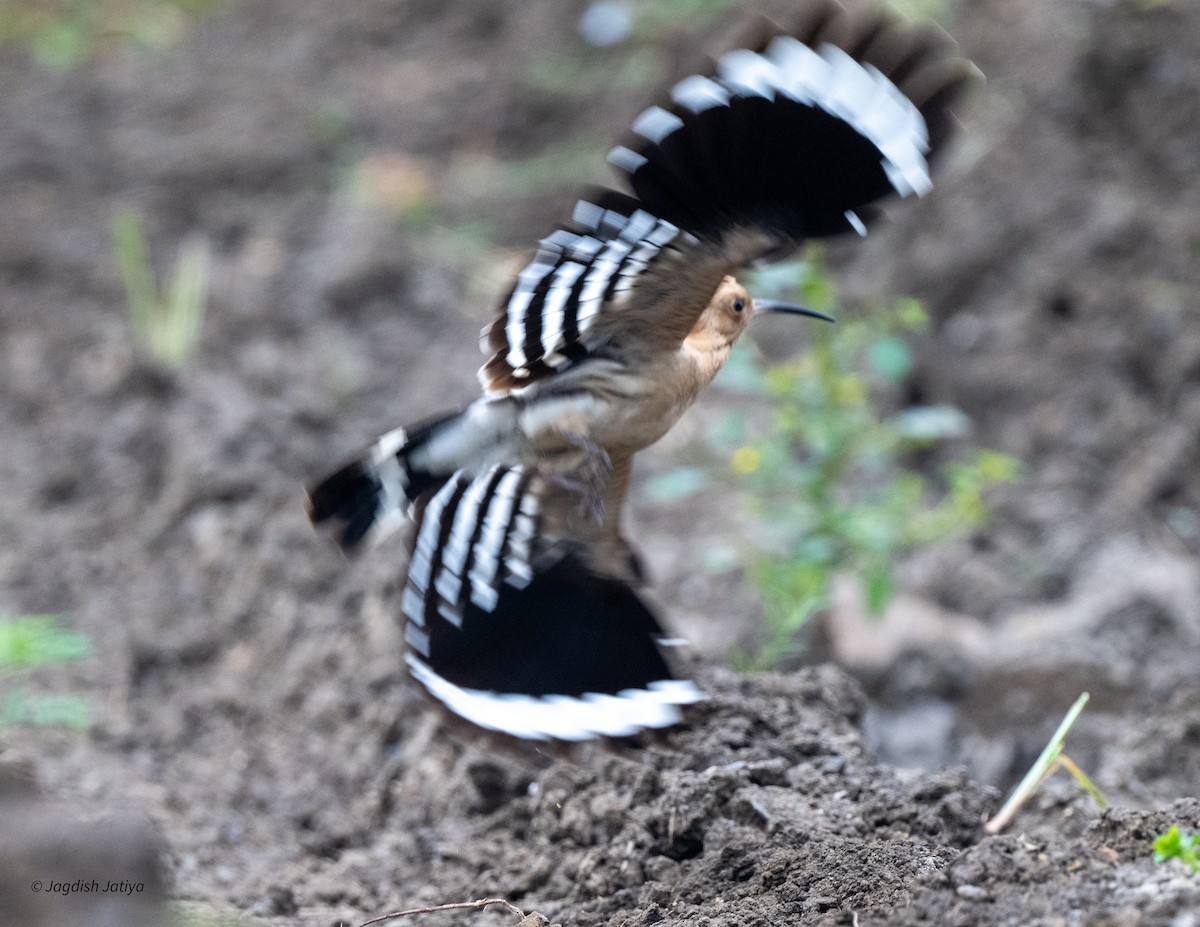 Eurasian Hoopoe - ML643978056