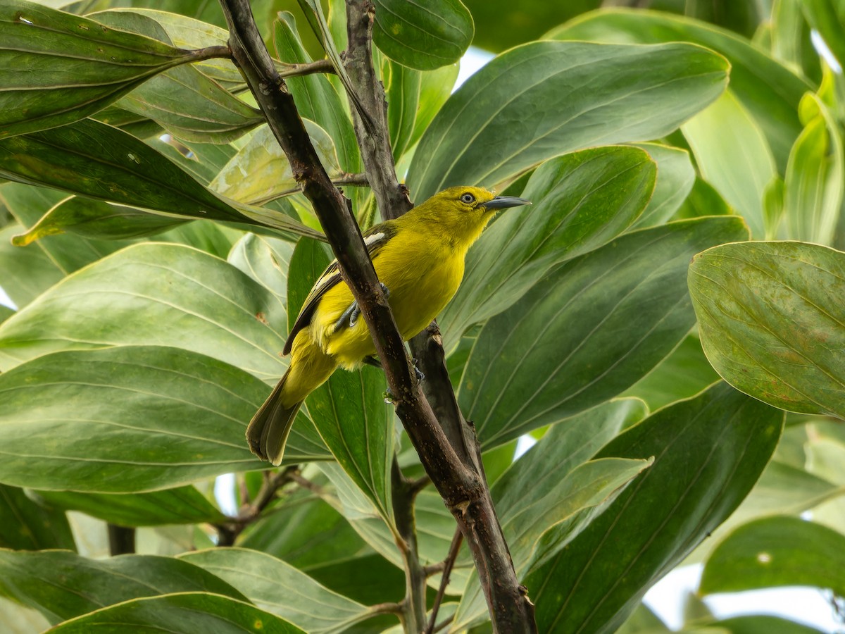 Petit Iora - ML643978060