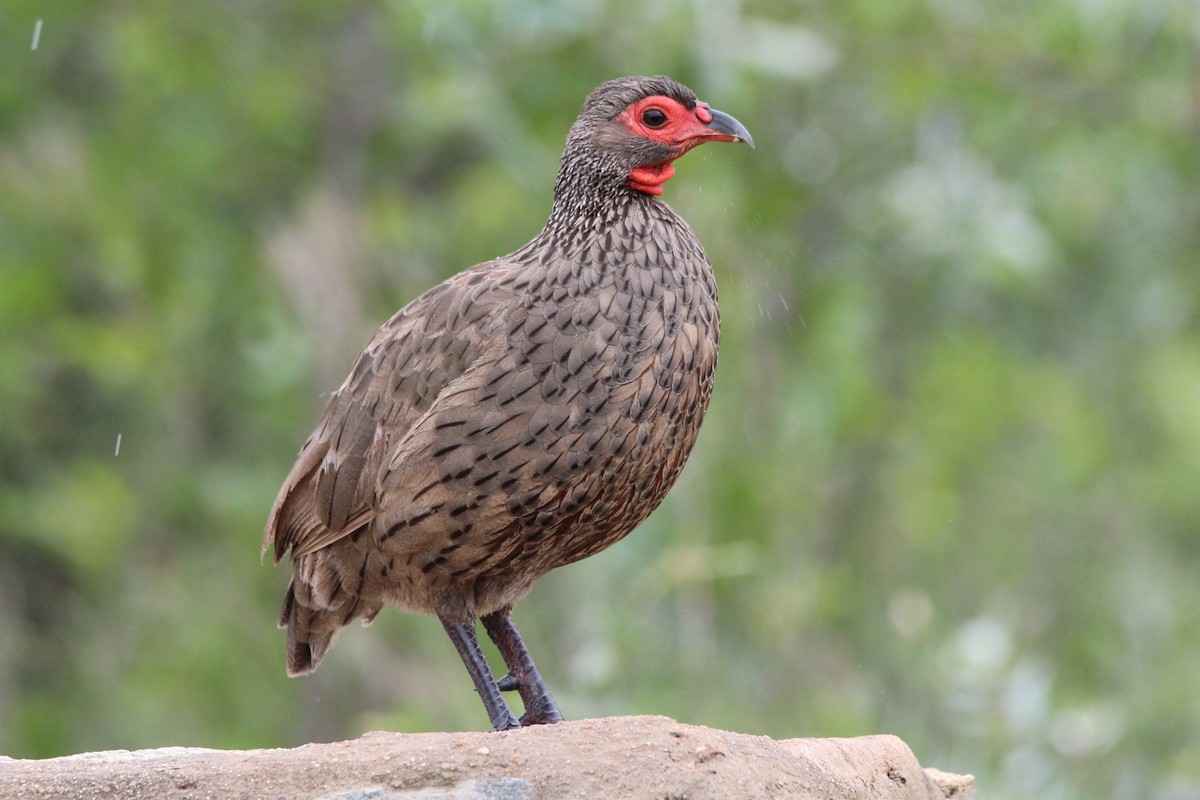 Dere Turacı - ML643978062