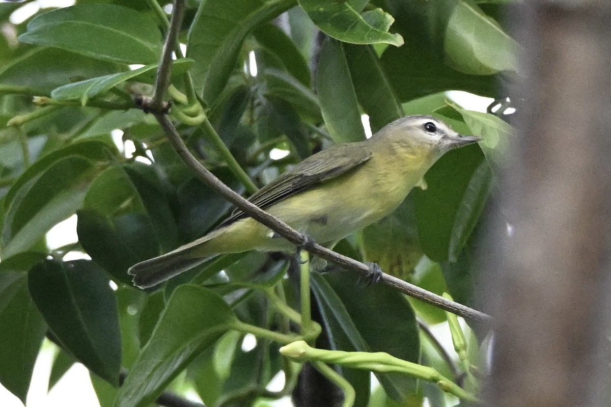 Philadelphia Vireo - ML643978082
