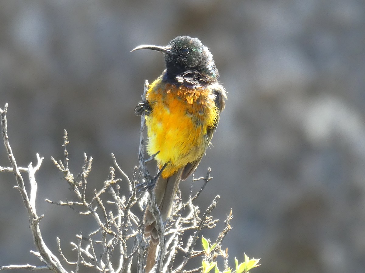 Orange-breasted Sunbird - ML643978083