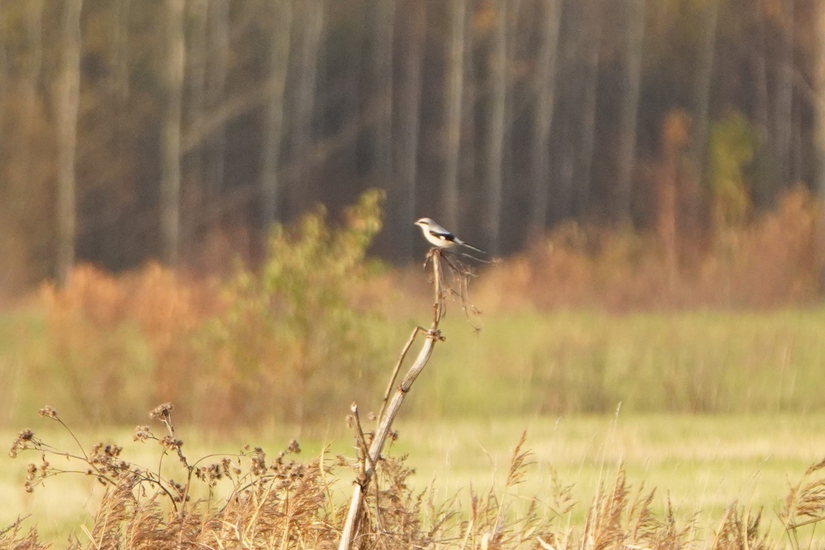 Great Gray Shrike - ML643978089