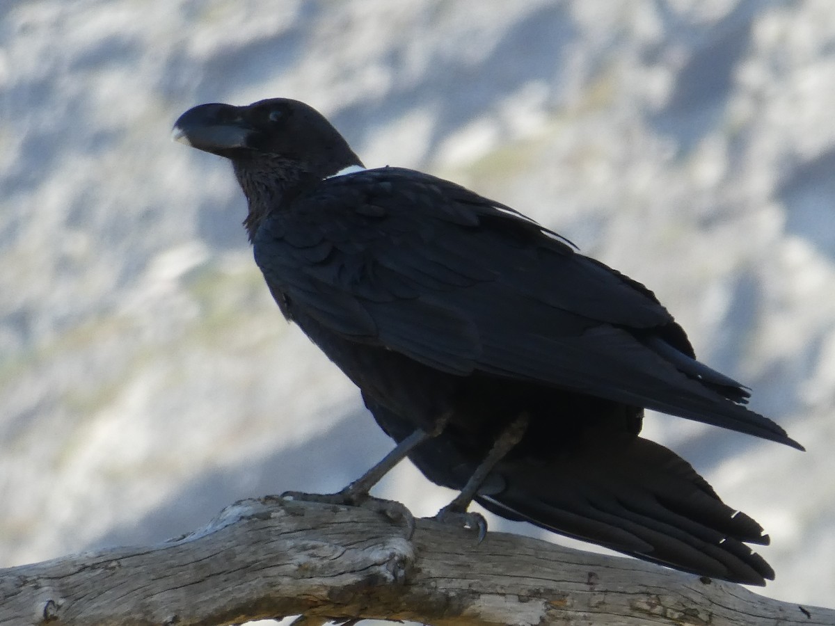 White-necked Raven - ML643978091