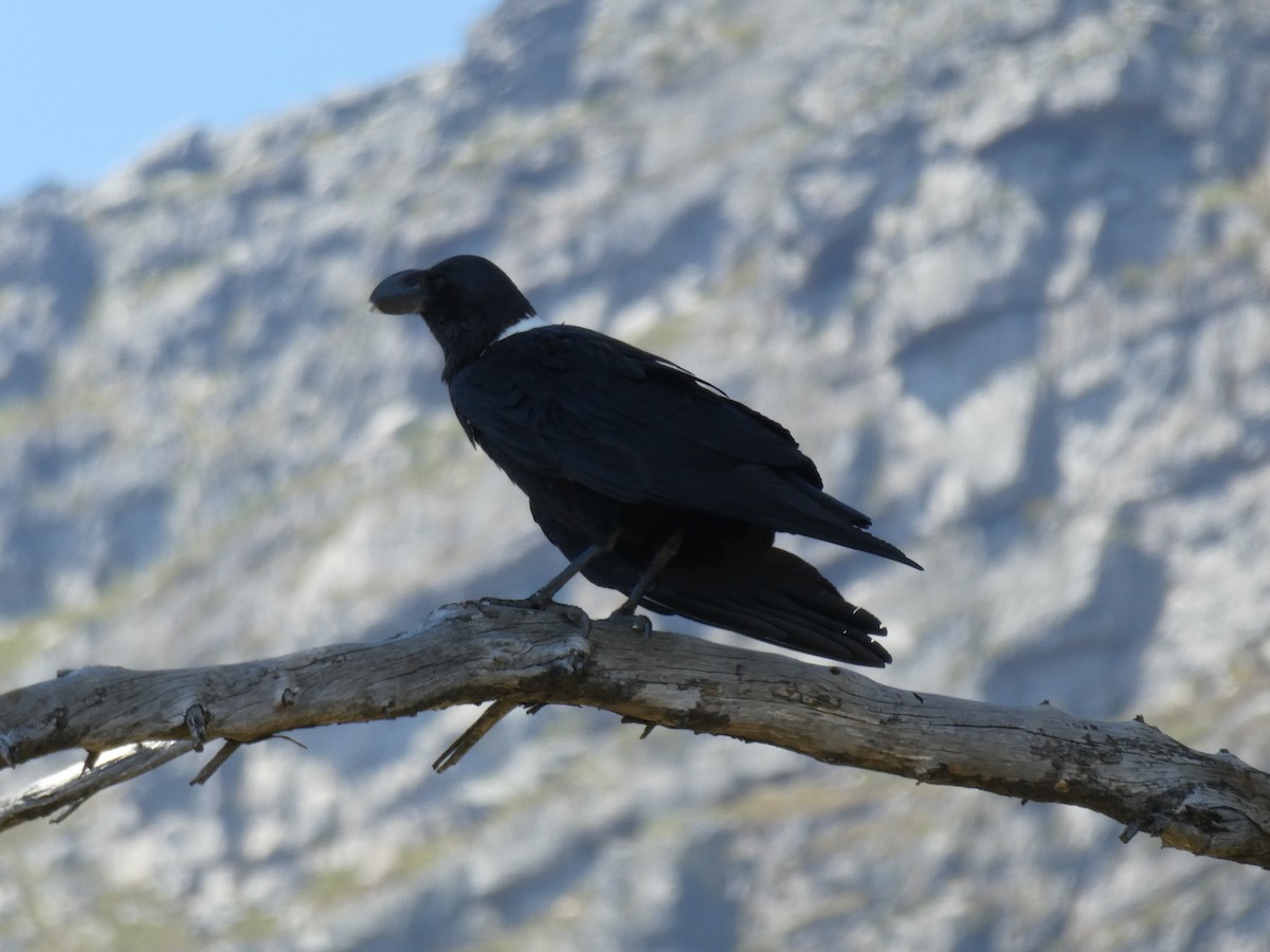 White-necked Raven - ML643978092