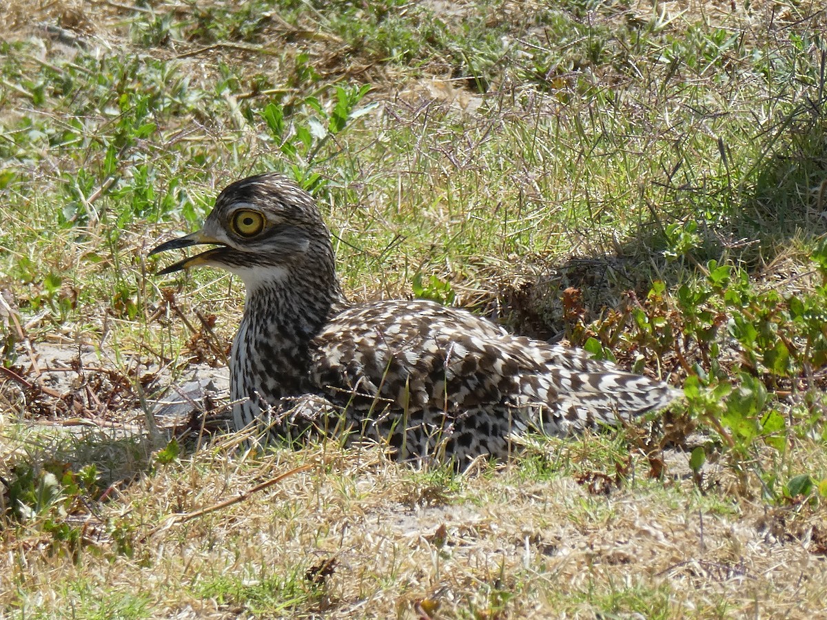 Spotted Thick-knee - ML643978102