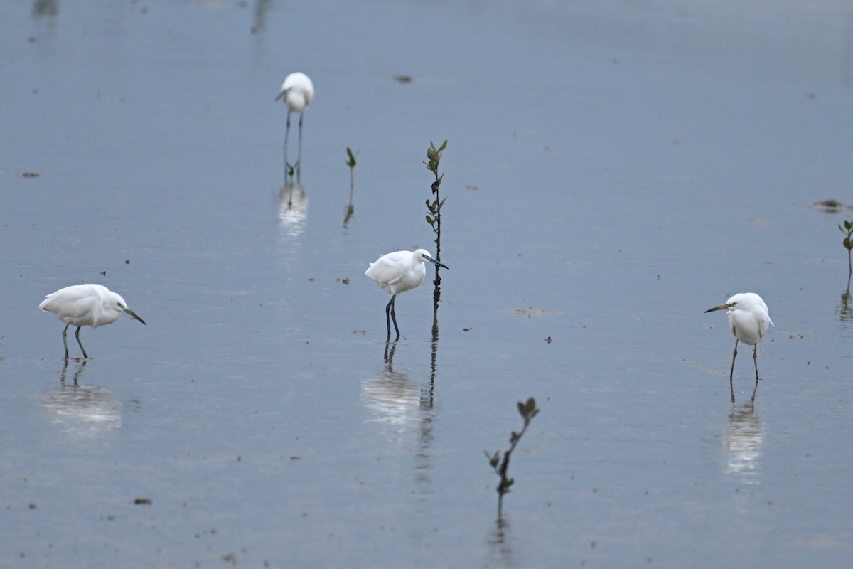 Chinese Egret - ML643978146