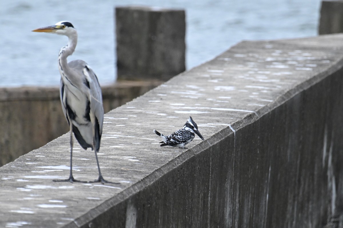 Pied Kingfisher - ML643978162