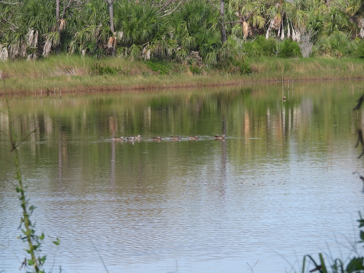Blue-winged Teal - ML643978170