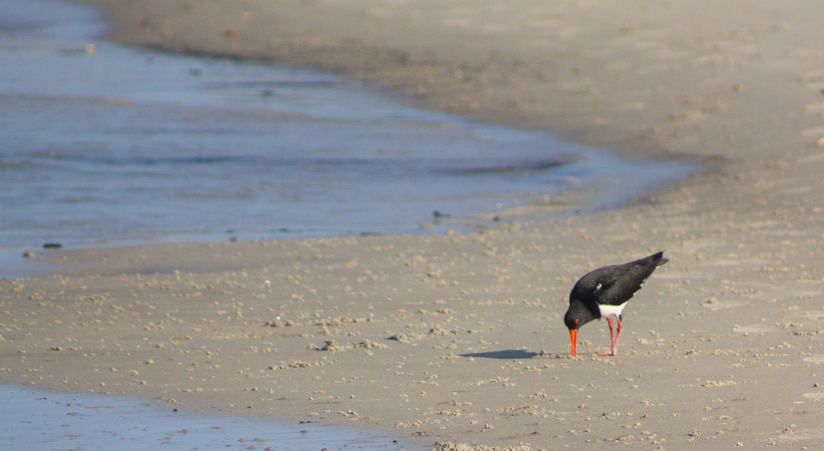 Pied Oystercatcher - ML643978179