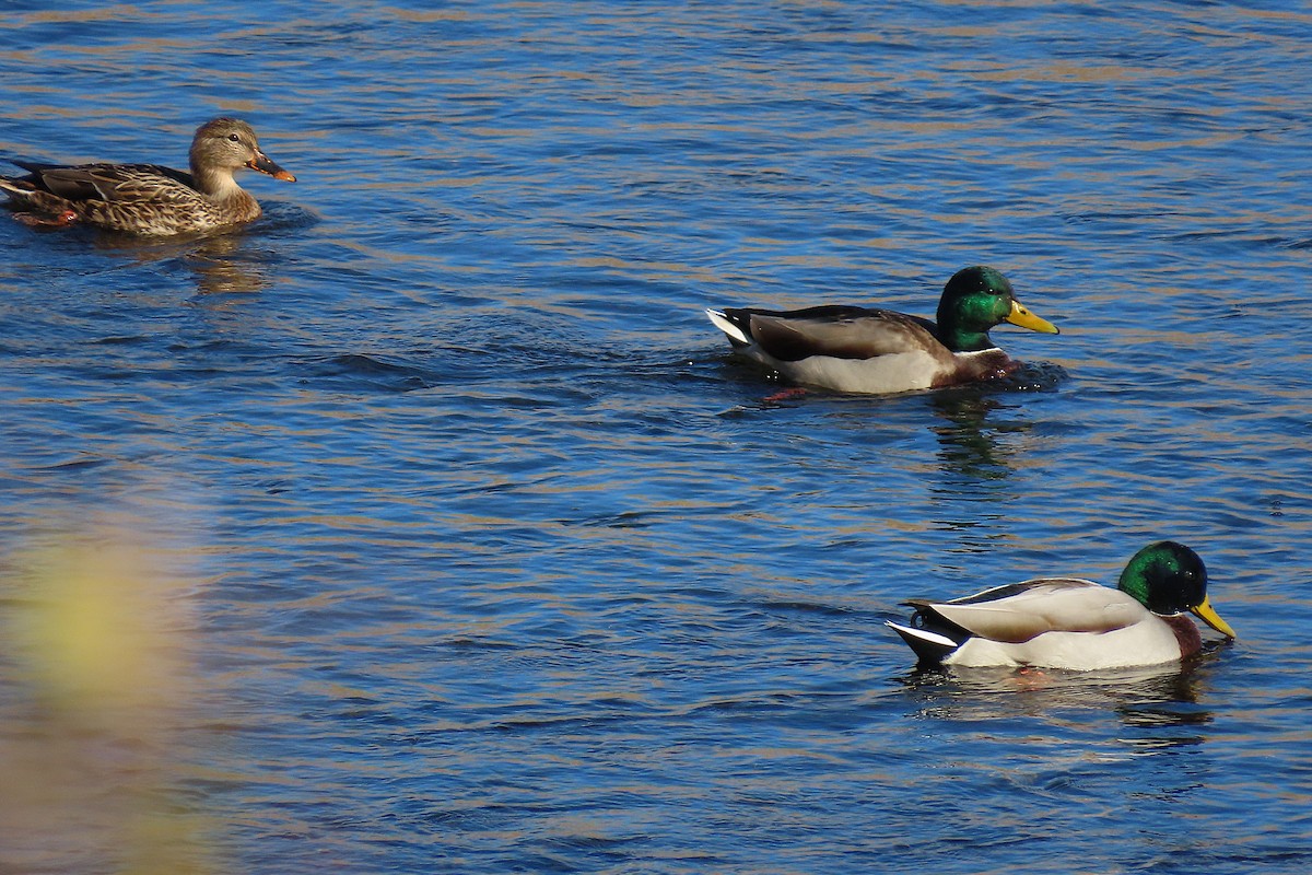 Germano reale - ML643978187