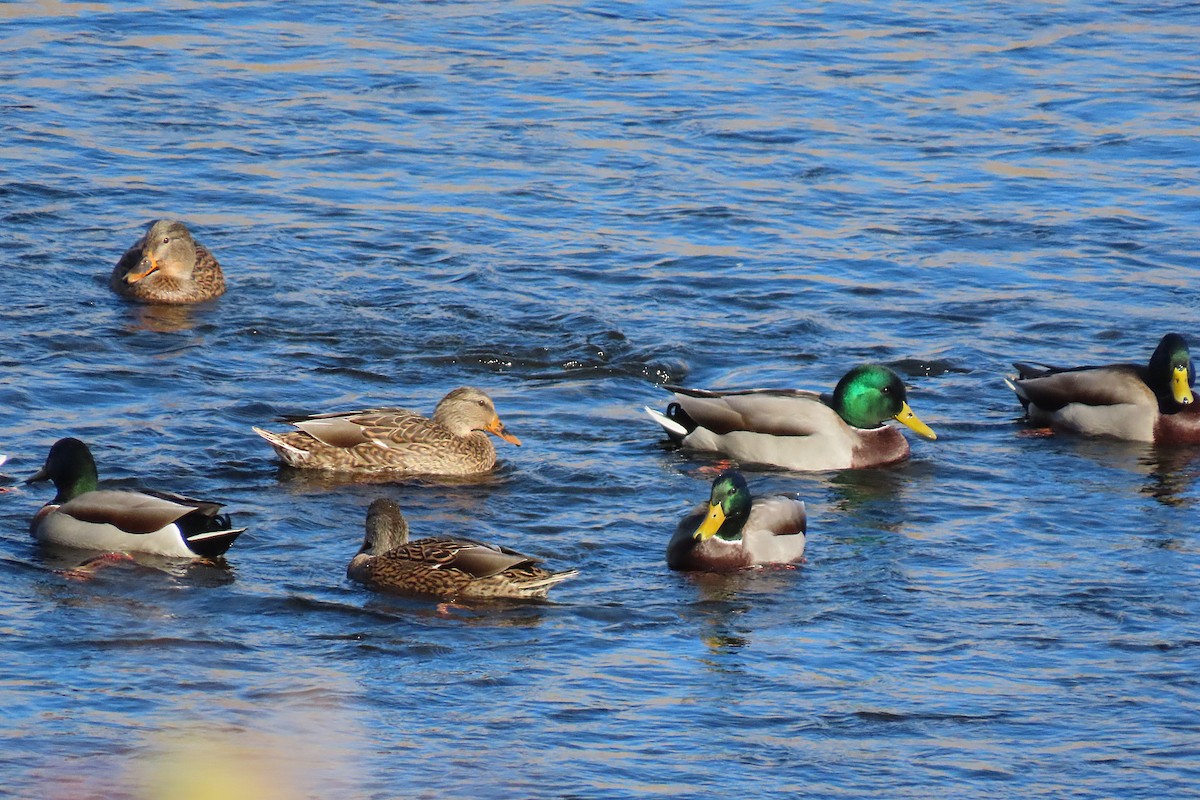 Germano reale - ML643978188