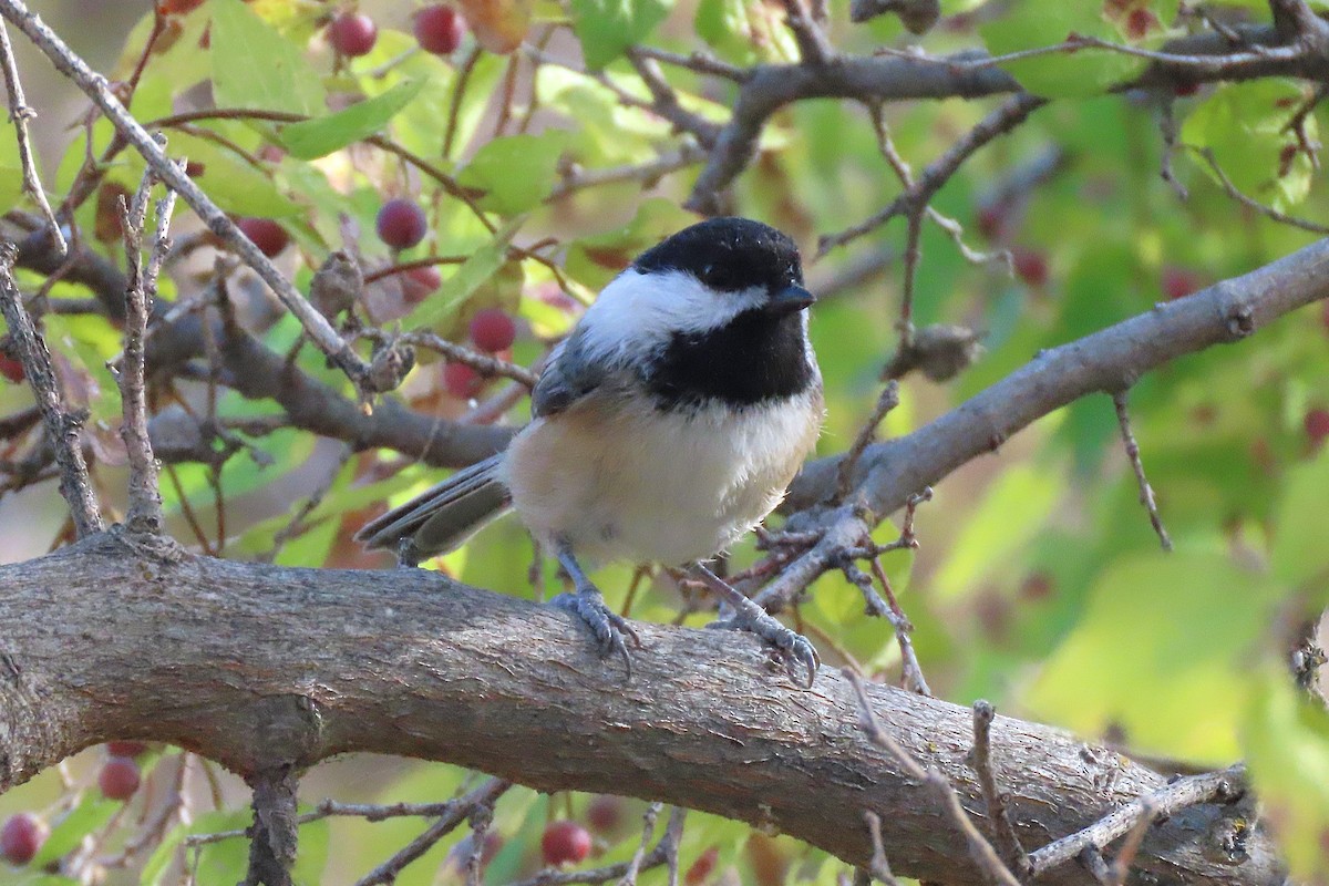 Black-capped Chickadee - ML643978201