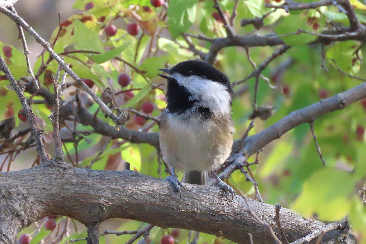 Black-capped Chickadee - ML643978202