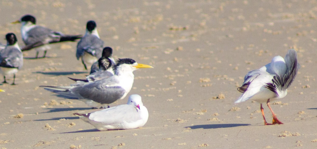 Lesser Crested Tern - ML643978205