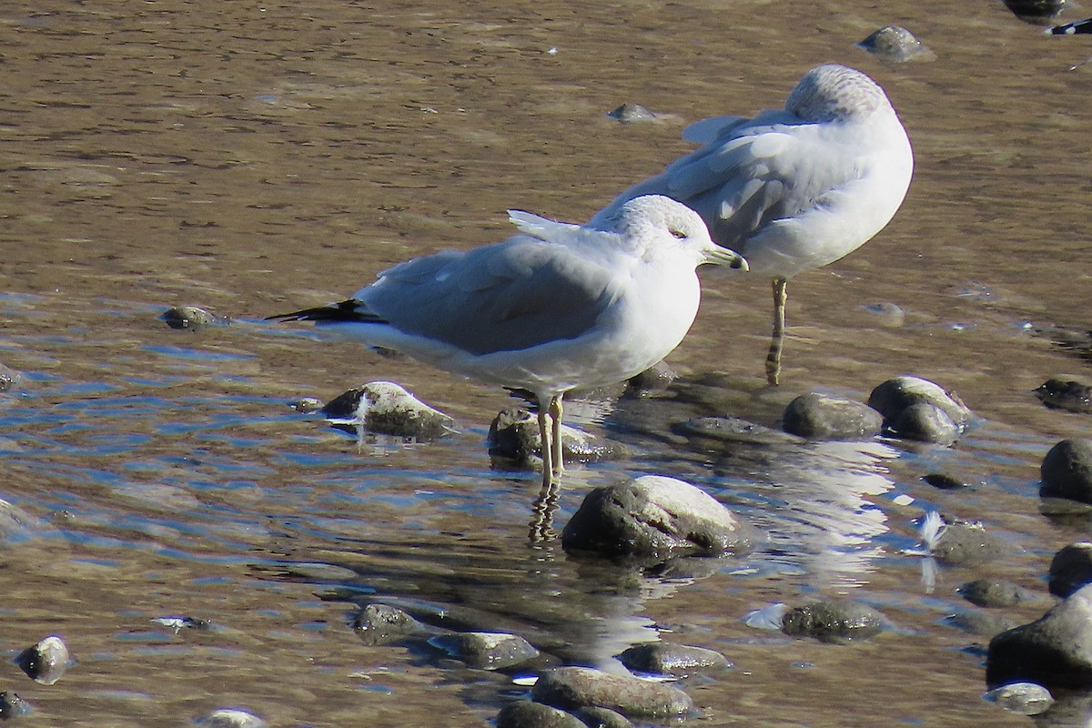 Gavina americana - ML643978208