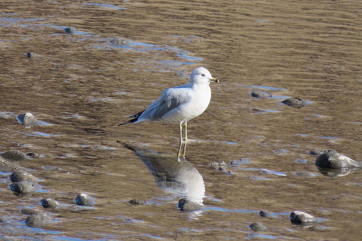 Gavina americana - ML643978209