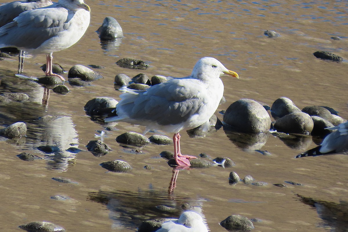 American Herring Gull - ML643978216