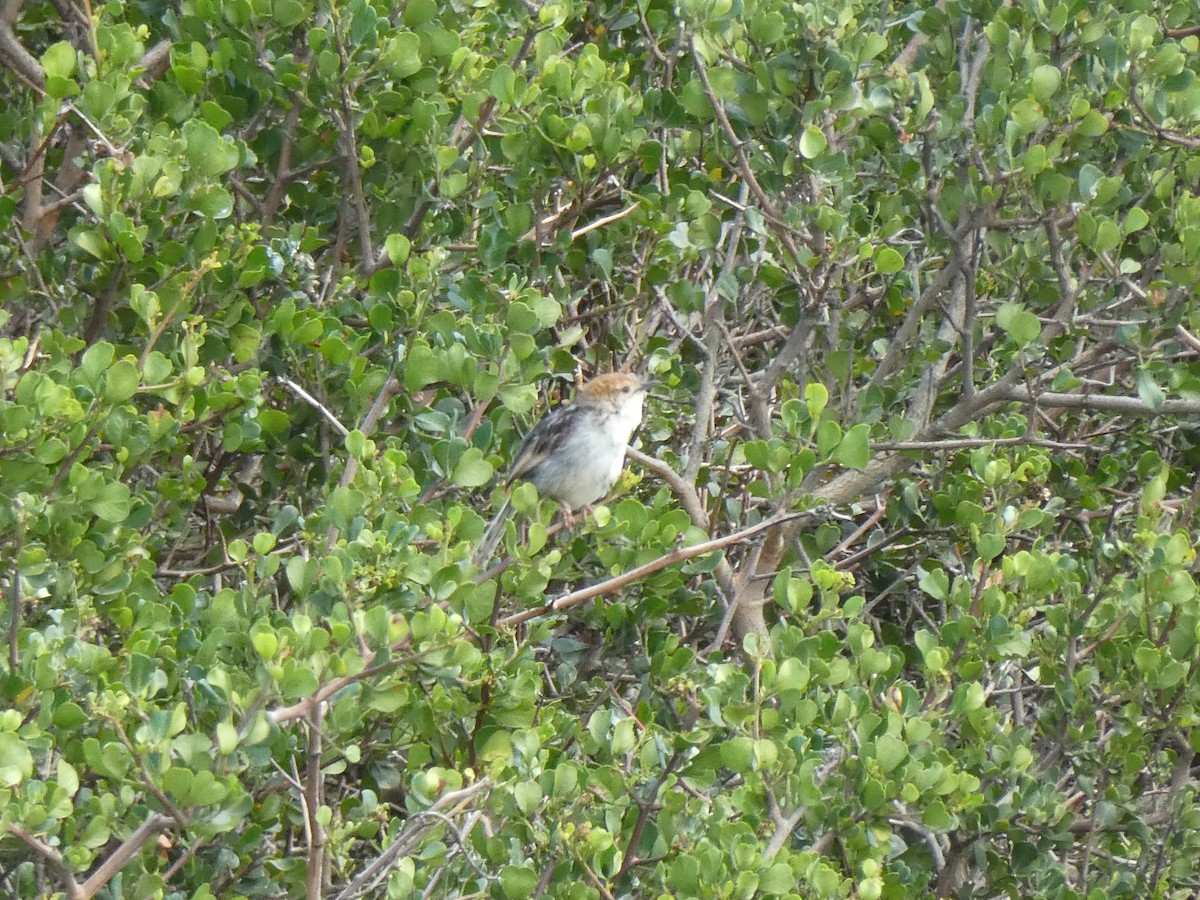 Levaillant's Cisticola - ML643978241