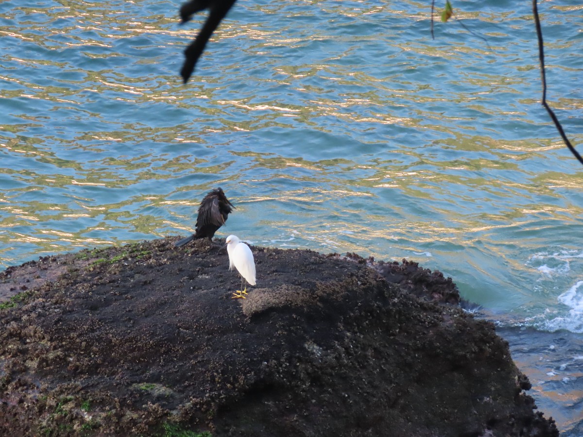 Neotropic Cormorant - ML643978244