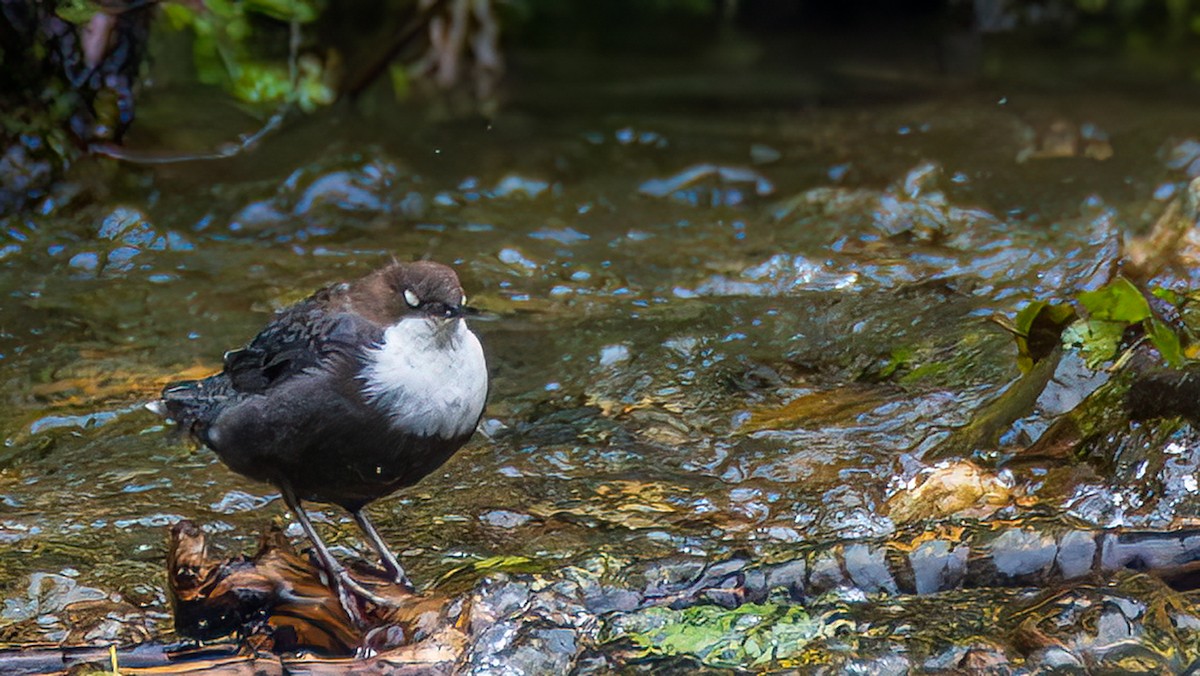 White-throated Dipper - ML643978245