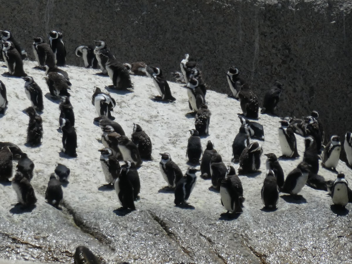 African Penguin - ML643978249