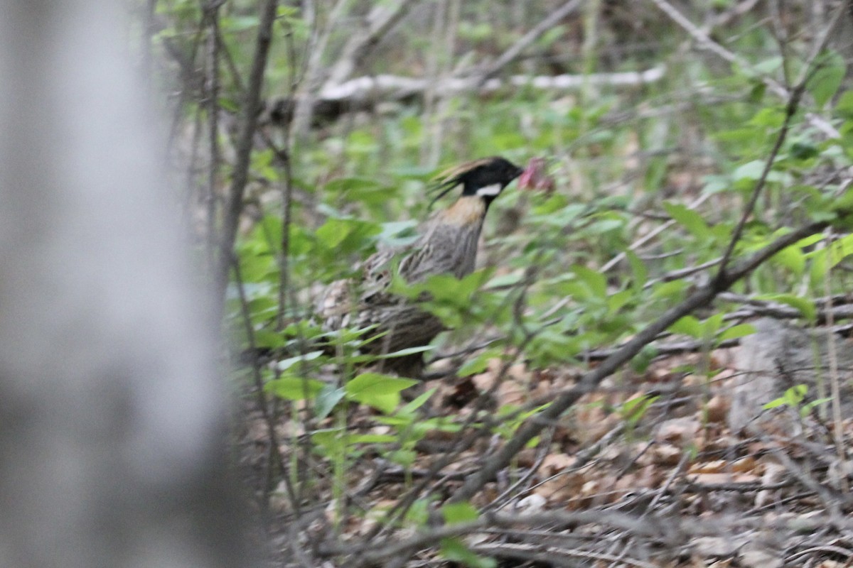 Koklass Pheasant - ML643978250