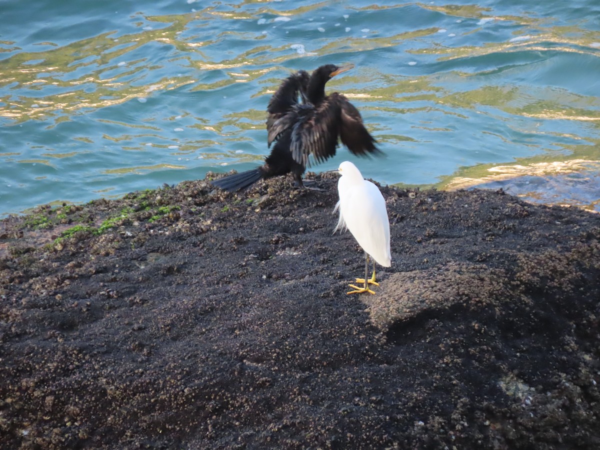 Neotropic Cormorant - ML643978260