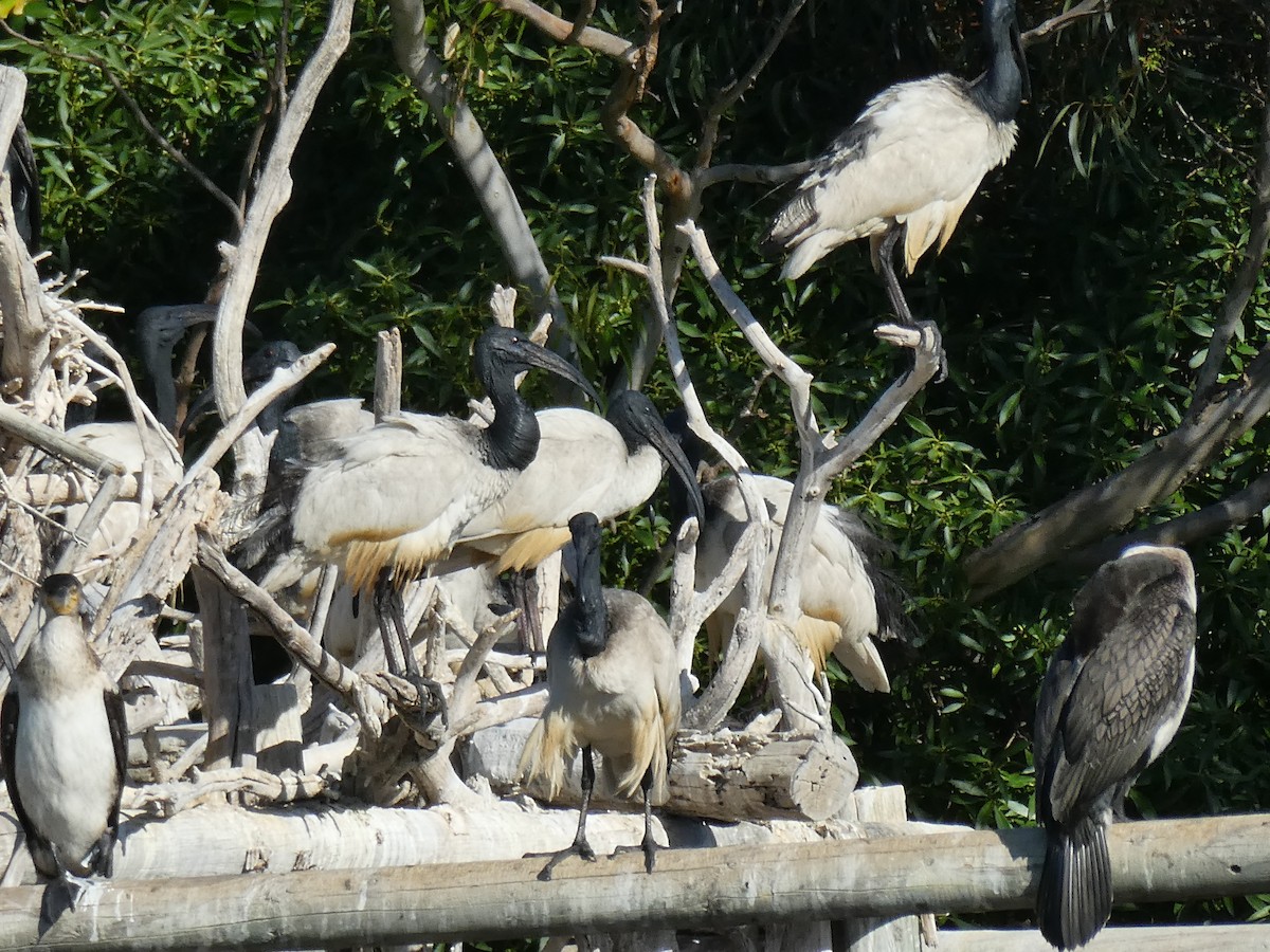 African Sacred Ibis - ML643978261