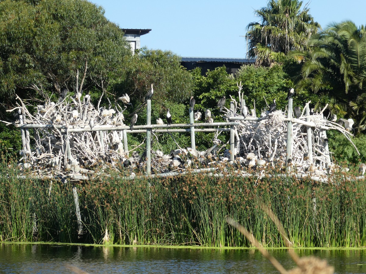 African Sacred Ibis - ML643978265