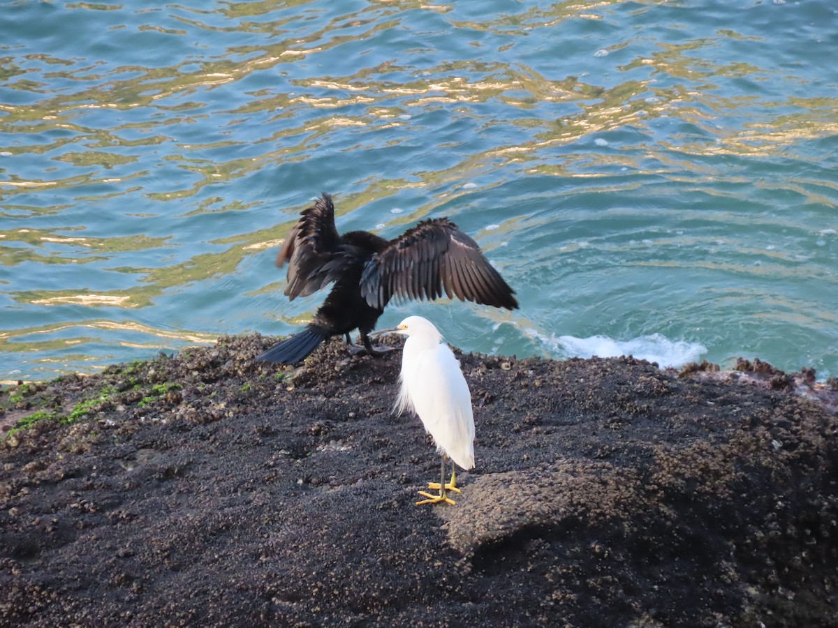 Neotropic Cormorant - ML643978272