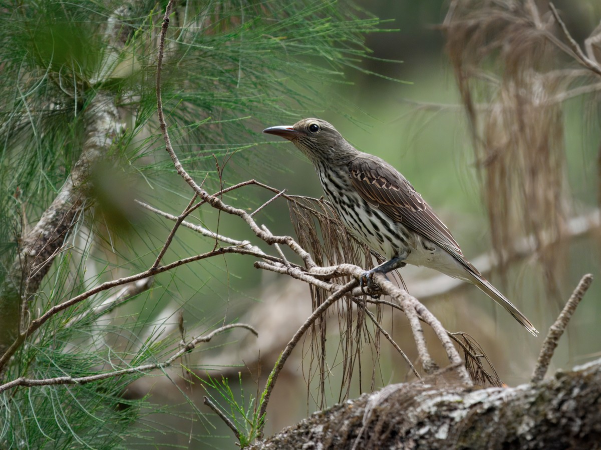 Olive-backed Oriole - ML643978289
