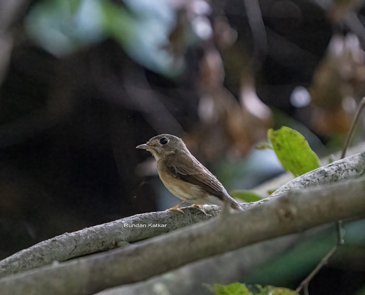 Brown-breasted Flycatcher - ML643978297