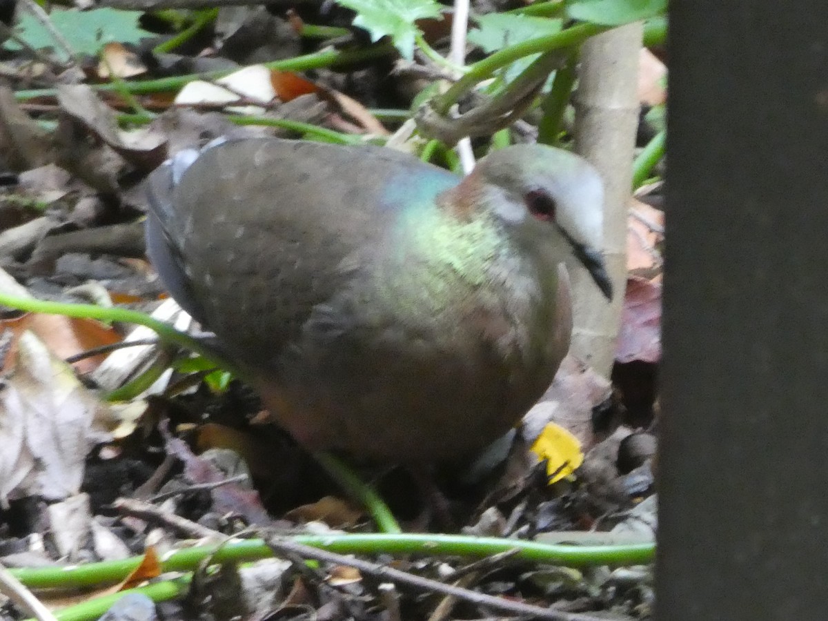 Lemon Dove - ML643978315